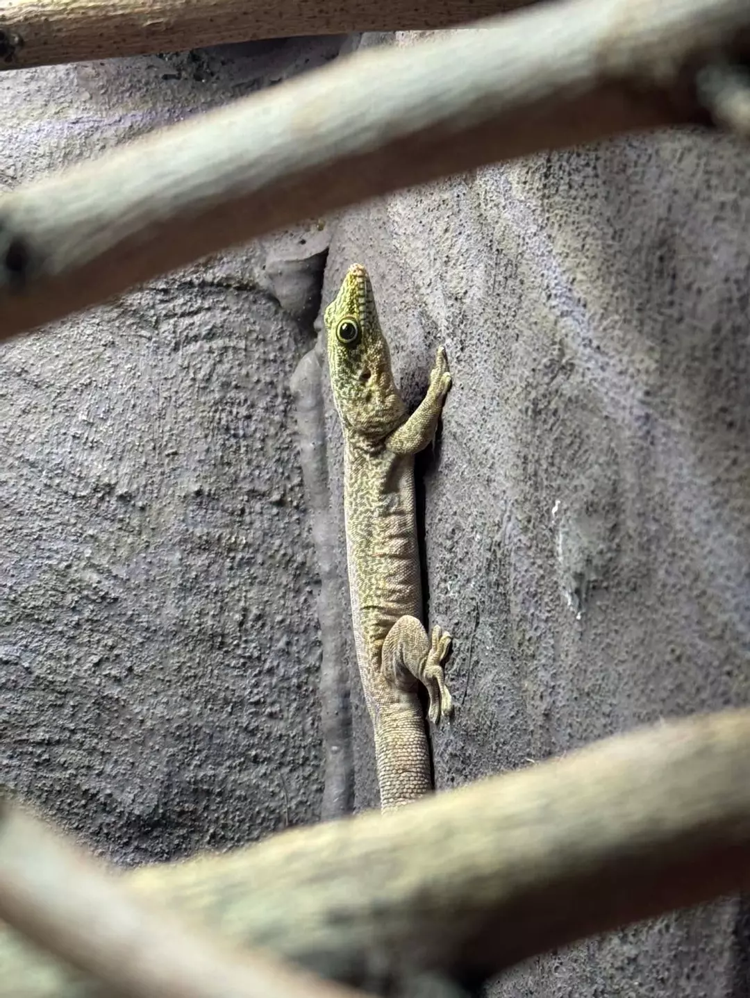 Female 2 Standing Day Gecko thumbnail
