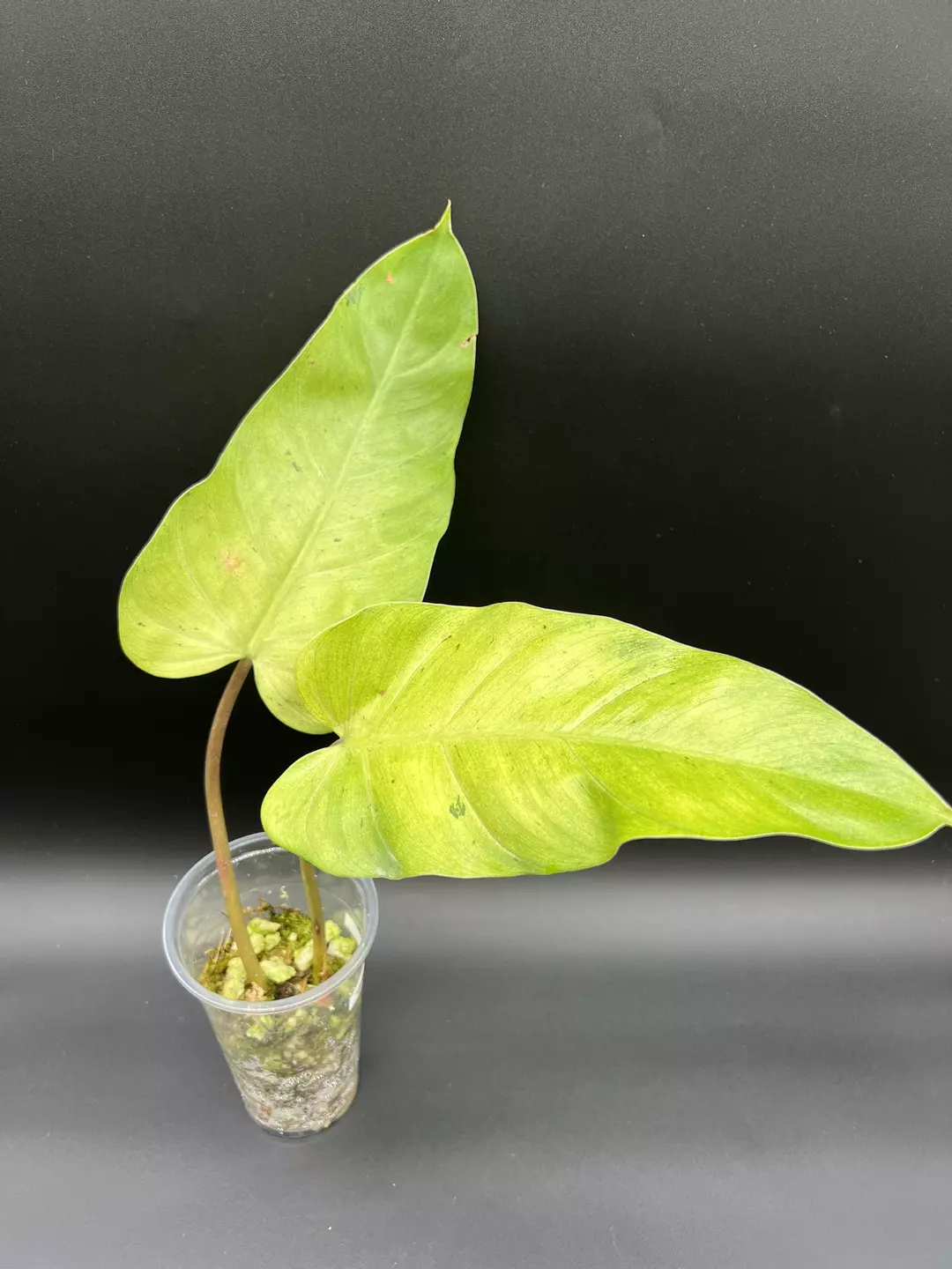 Philodendron whipple way - mid cutting rooted thumbnail