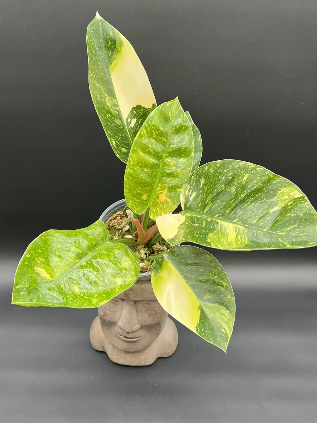 Philodendron green Congo nuclear thumbnail