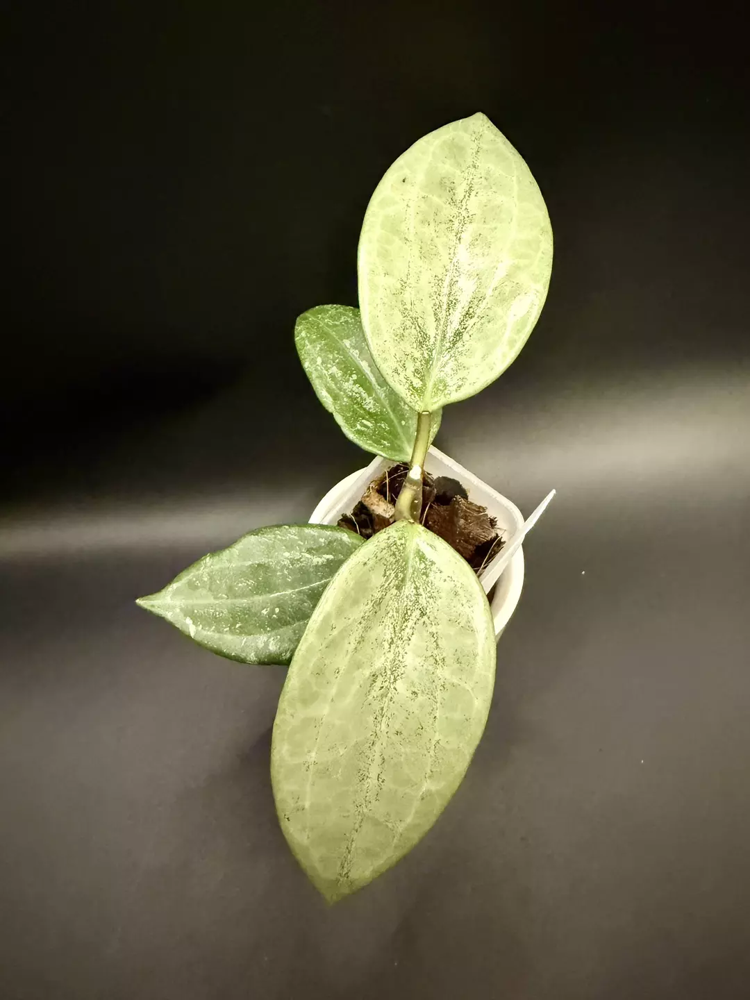 🔥 Hoya Rimba Perak Silver Latifolia  thumbnail