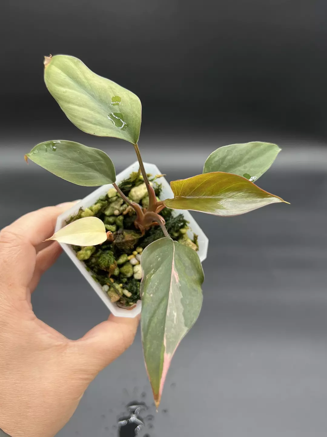 Homalomena pink Diamond starter thumbnail