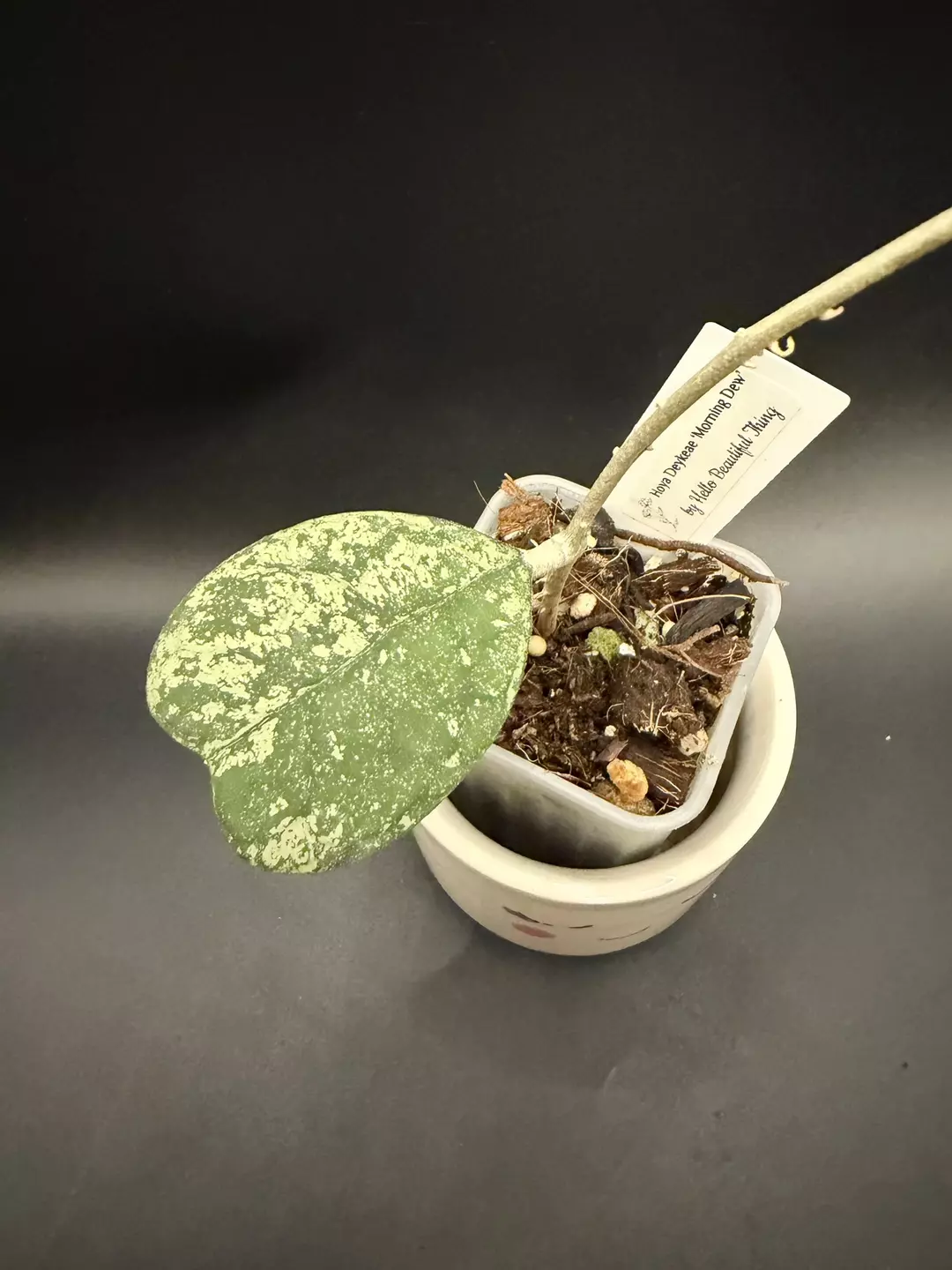 Hoya Deykae Morning dew thumbnail