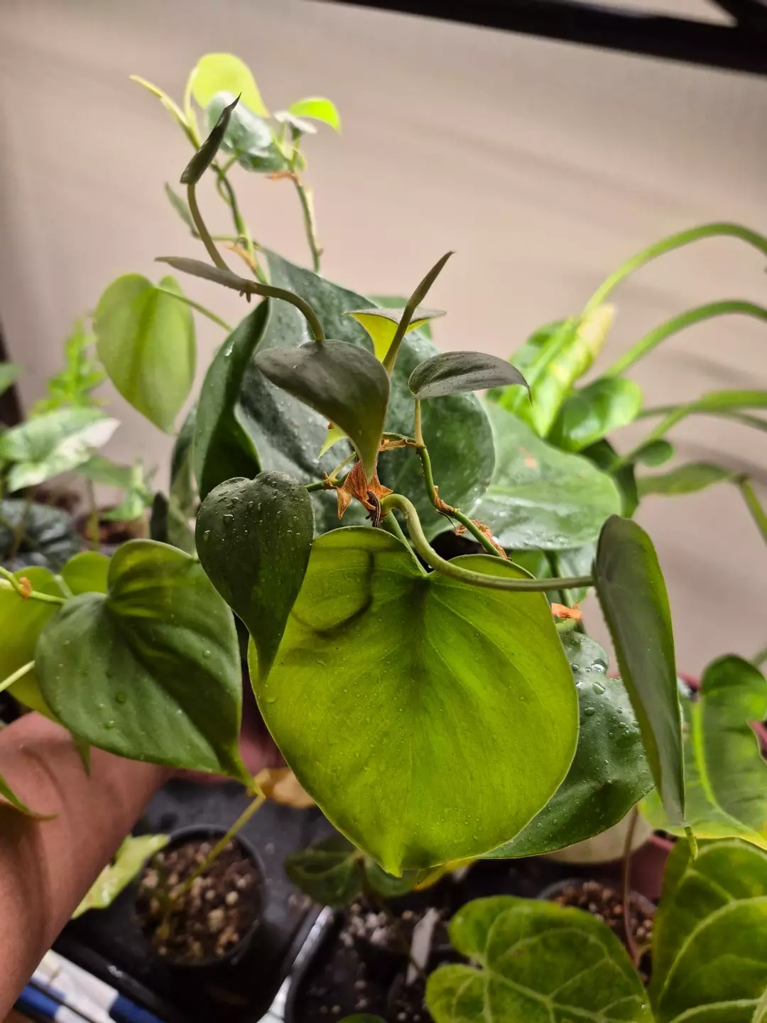 Philodendron Cordatum 6 in thumbnail