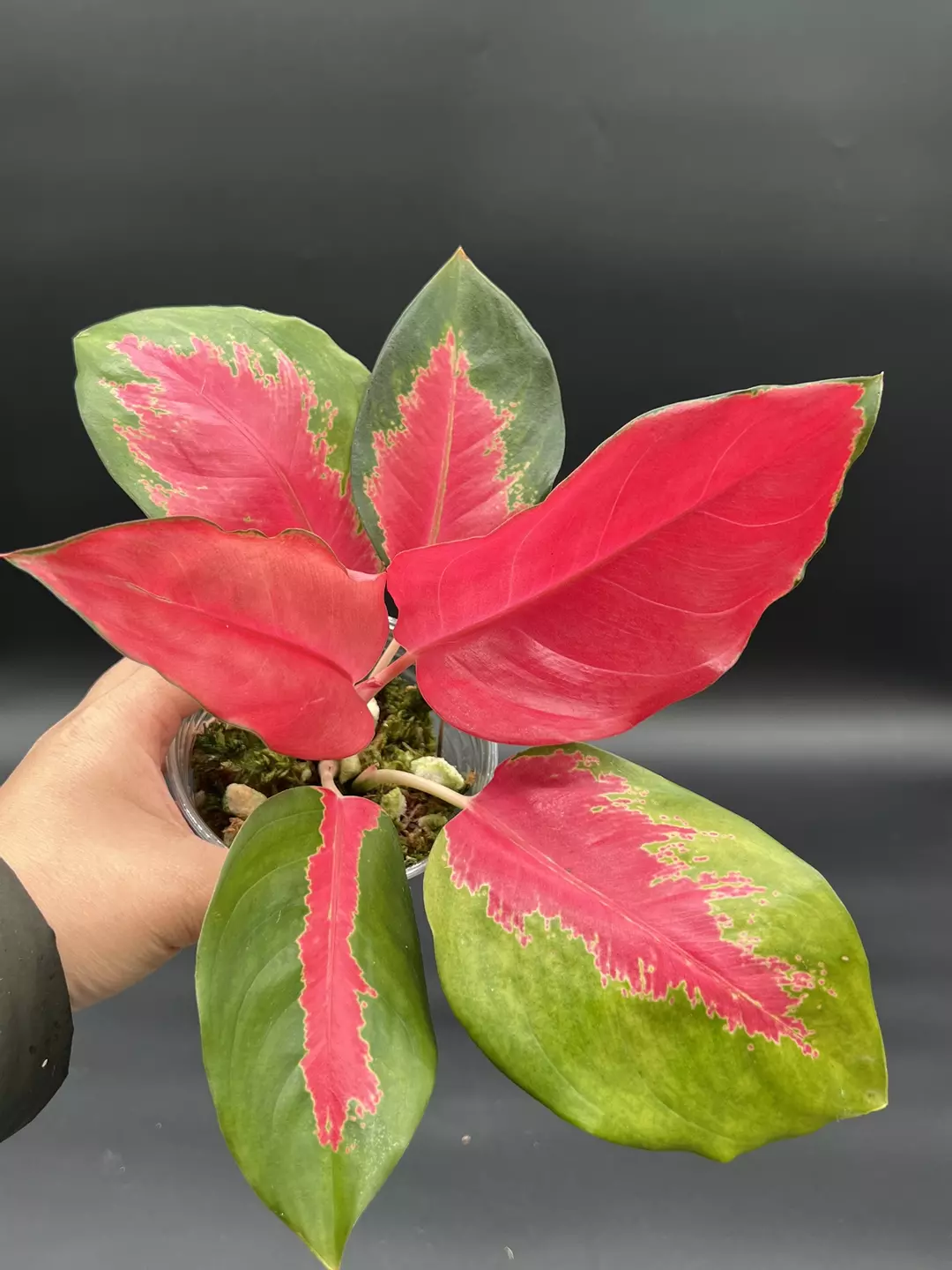 Aglaonema suksom jaipong thumbnail