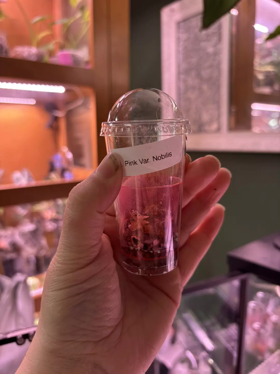 Pink var nobilis corm thumbnail