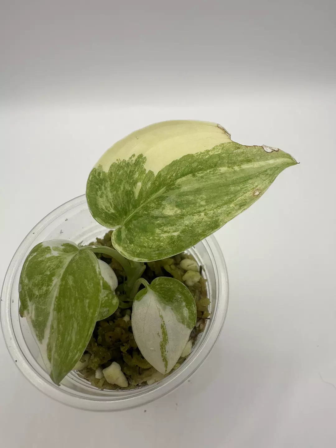 Scindapsus Silver Cloud Aurea  thumbnail