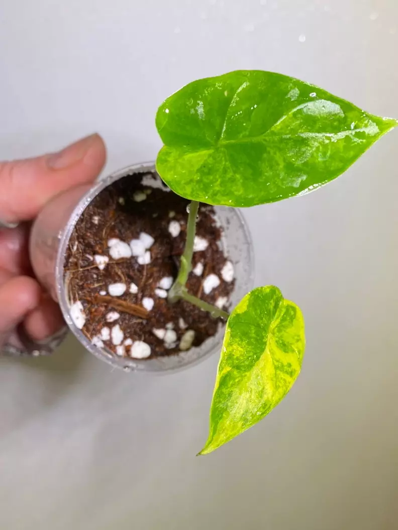 alocasia gageana aurea Var  thumbnail