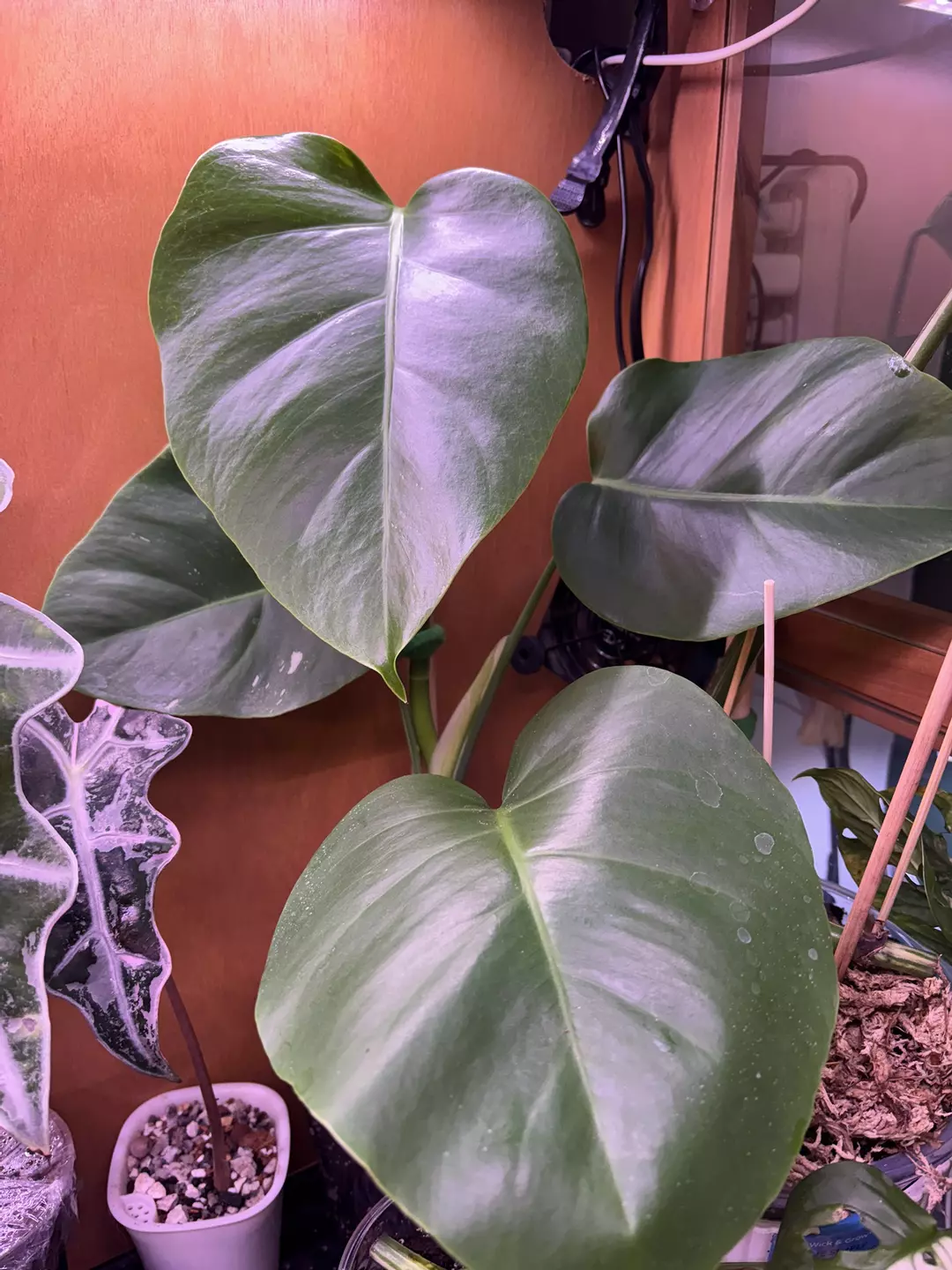 Monstera albo/ reverting/ 4 leaves thumbnail