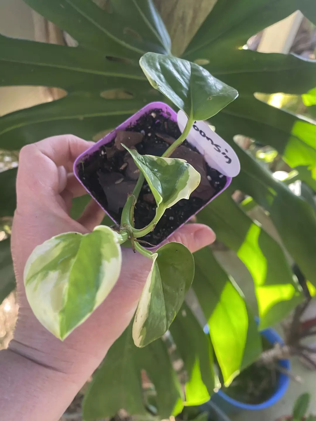Poonsin Pothos thumbnail