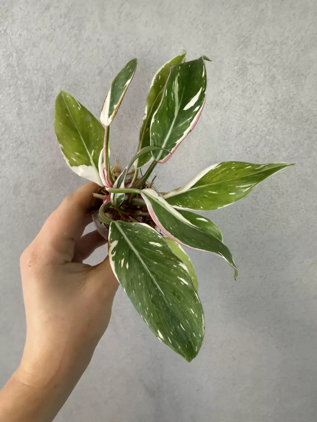 Philodendron White Princess tricolor mutation thumbnail