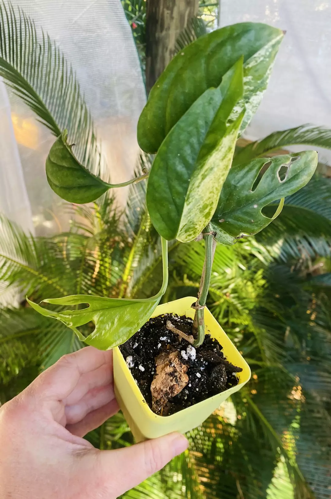 Epipremnum Marble Pinnatum  thumbnail