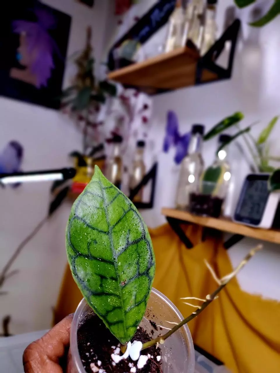 🌱🐈‍⬛ Hoya Callistophylla 'Black Cat' ✨️ Rooted Starter Plant #2 thumbnail