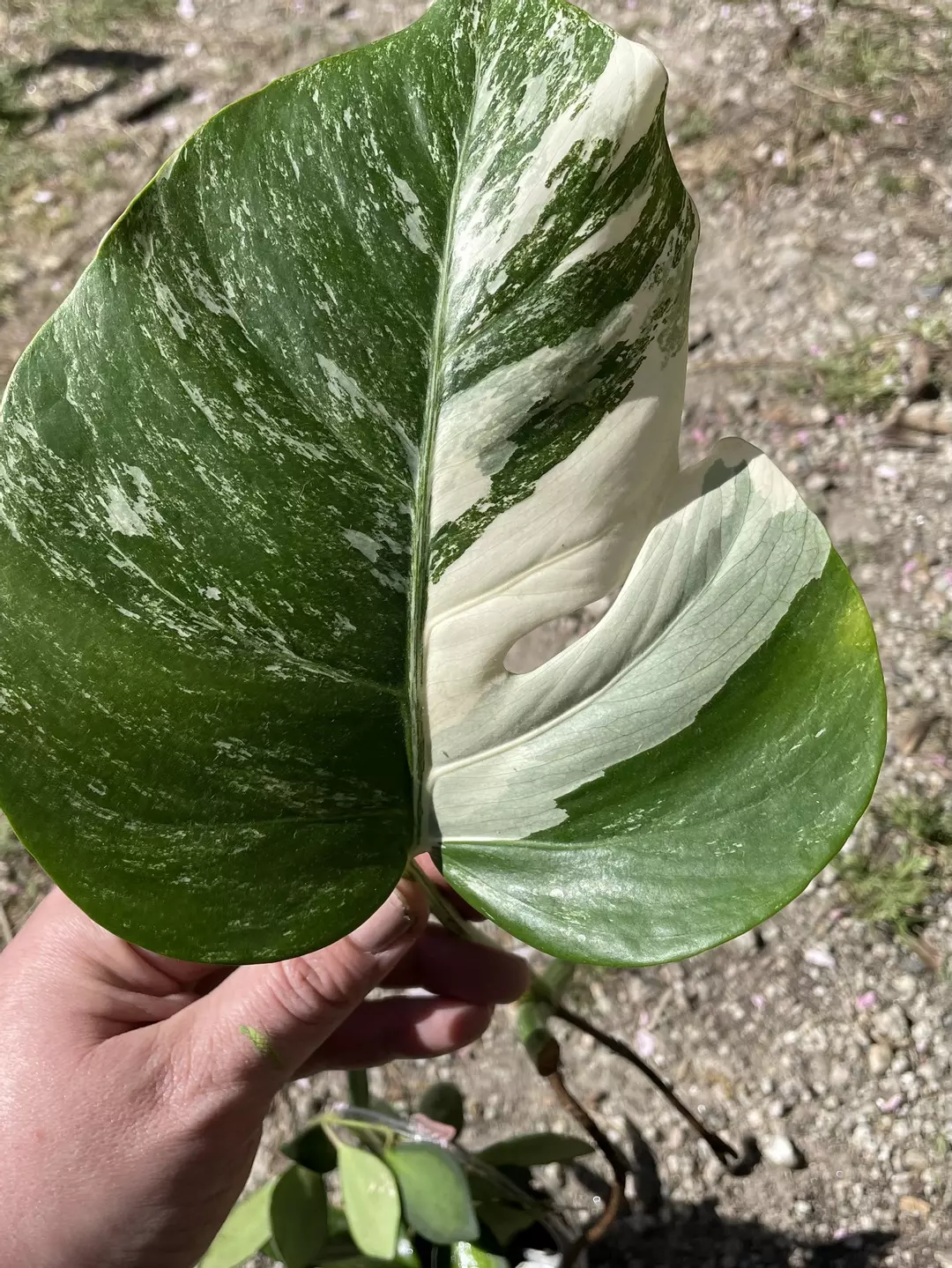 Monstera Albo Borsigiana (plus…) thumbnail