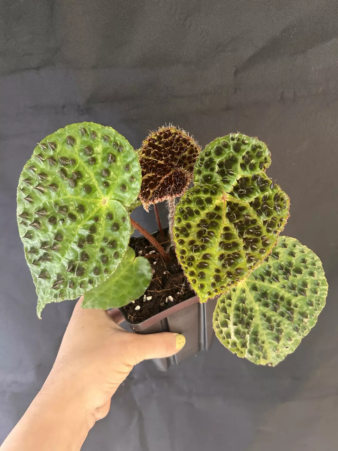 Begonia Ferox thumbnail