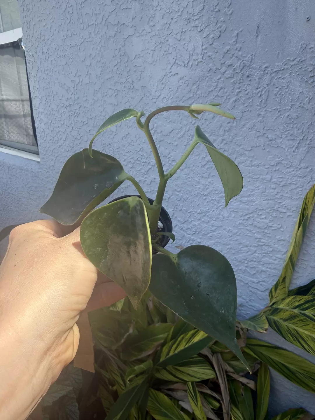 2” raindrop peperomia  thumbnail