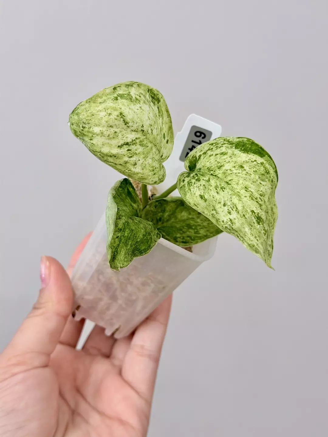 6142 Scindapsus Jade Satin Marble bottom cut thumbnail