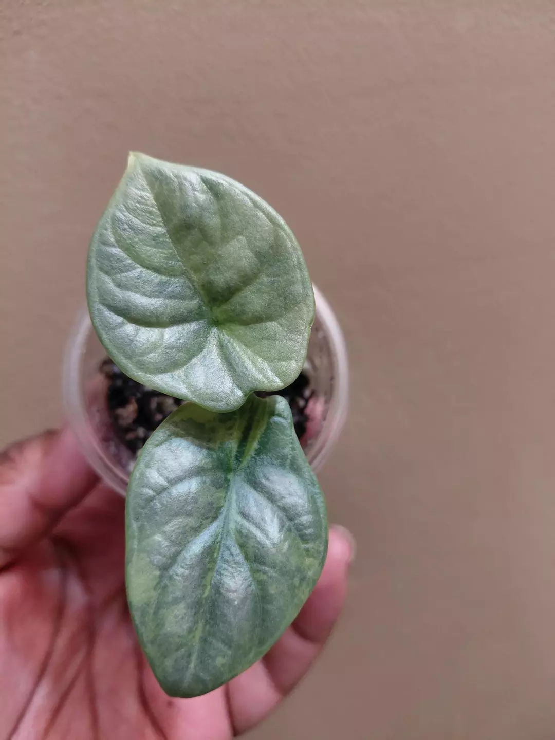 Alocasia Silver Dragon Green on Green thumbnail