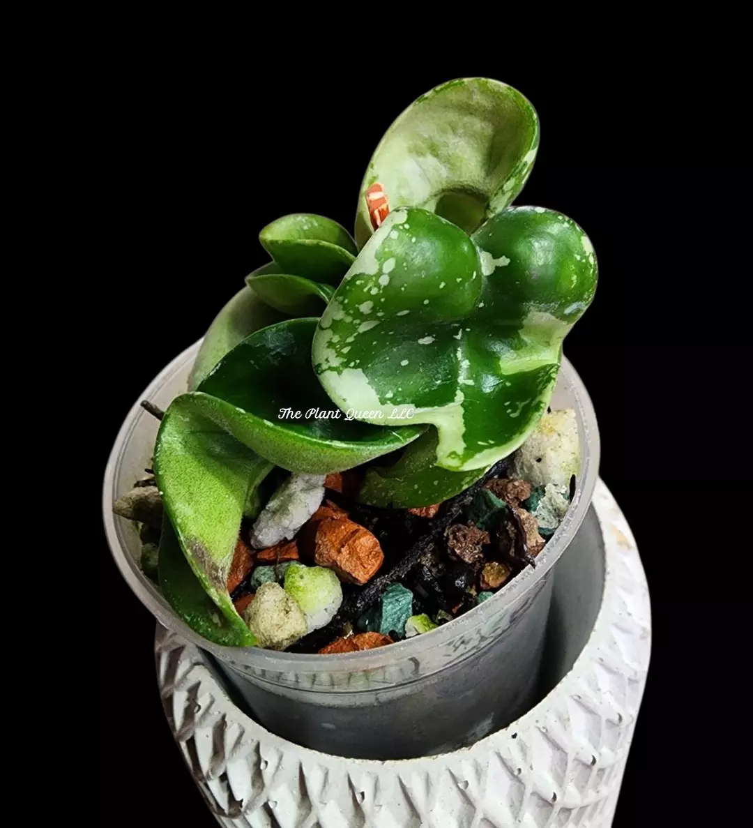 🦄Hoya compacta 'Silver Edge' thumbnail