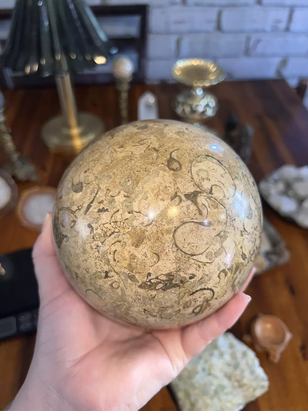 Huge fossil sphere from Pakistan. 6lb 4oz thumbnail