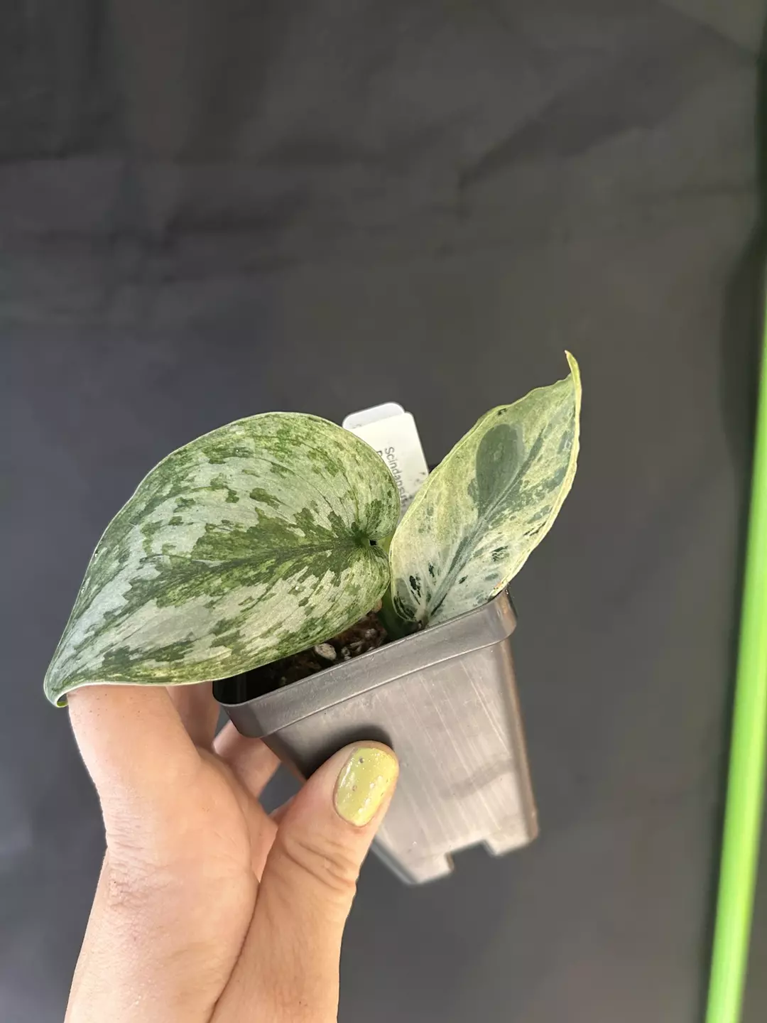 Scindapsus peasun thumbnail