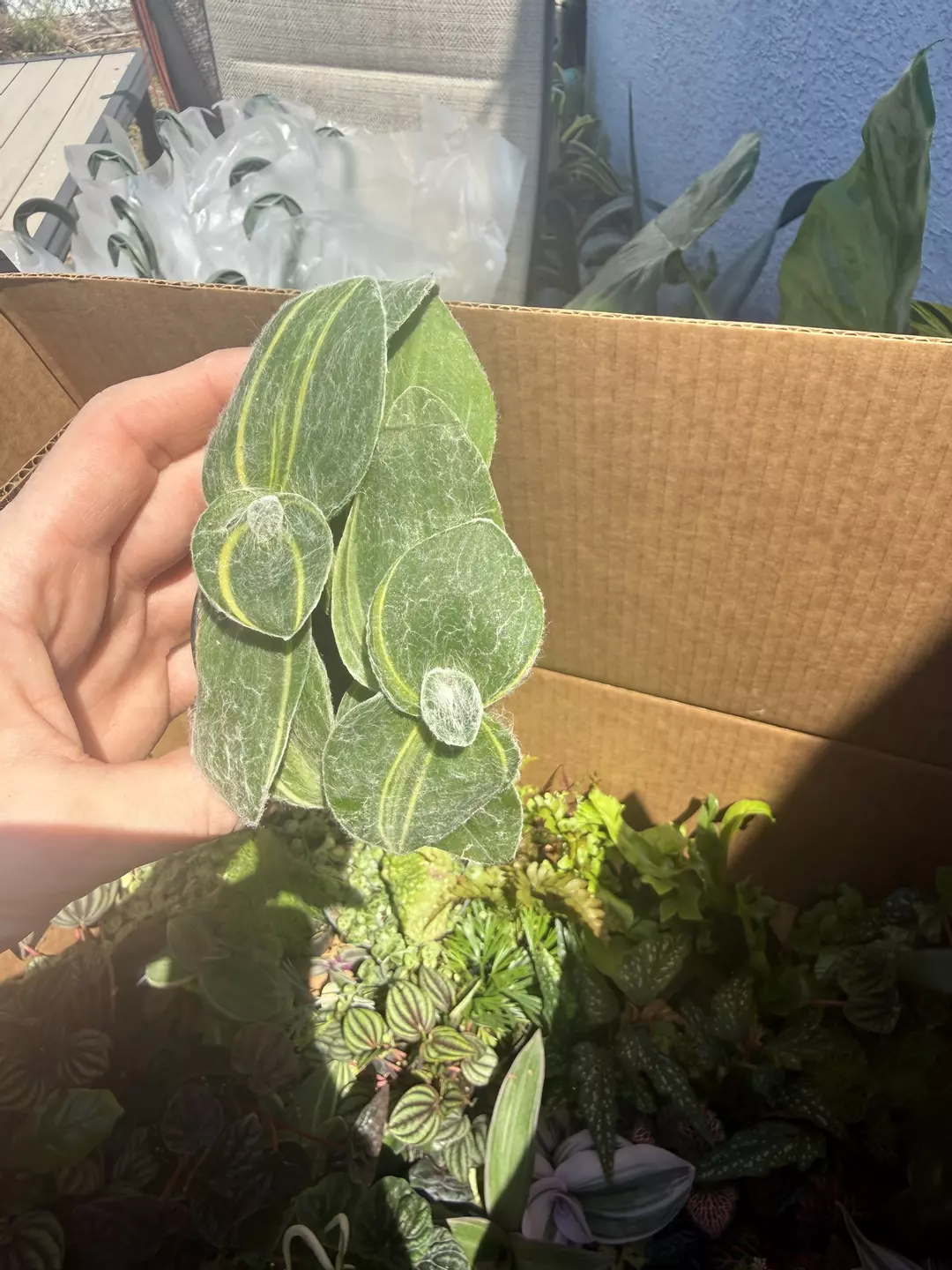 2” tradescantia  thumbnail