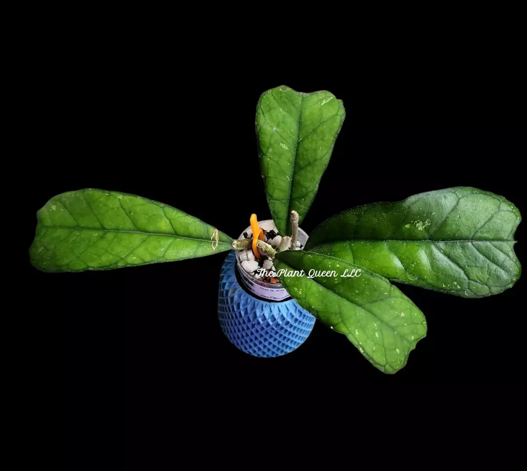 Hoya sp. Aceh 'Butterfly' thumbnail