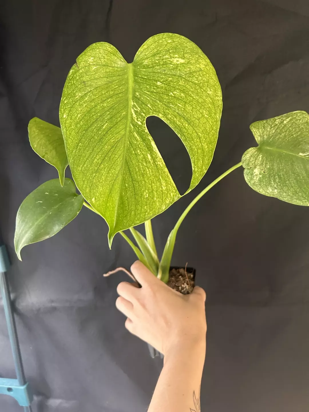 Monstera mint thumbnail