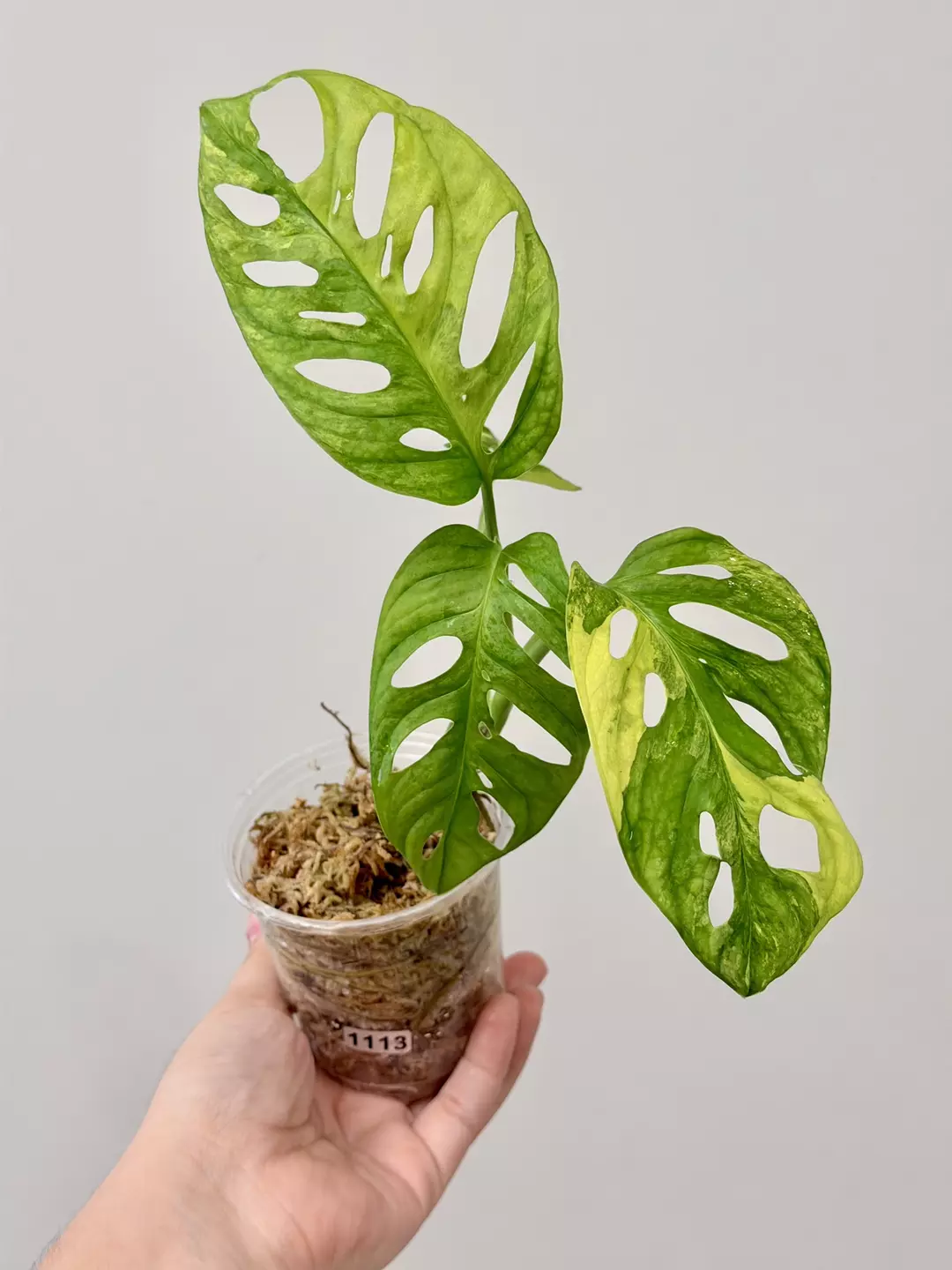 1113 Adansonii Aurea thumbnail