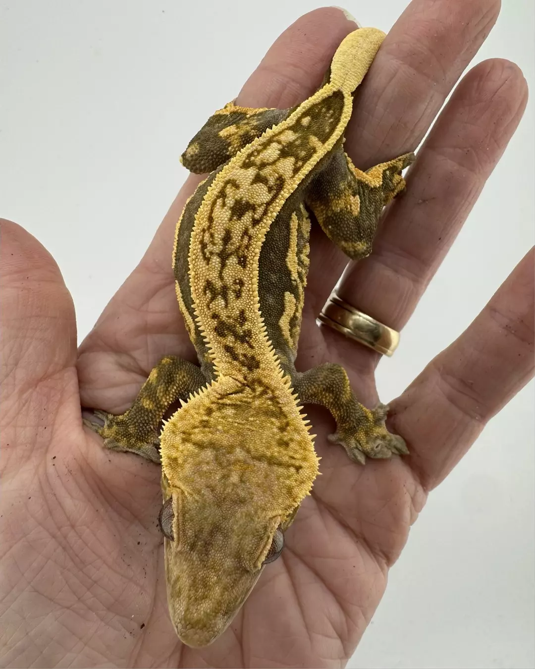 Desiree Female Hypo Empty Back Soft Scale thumbnail