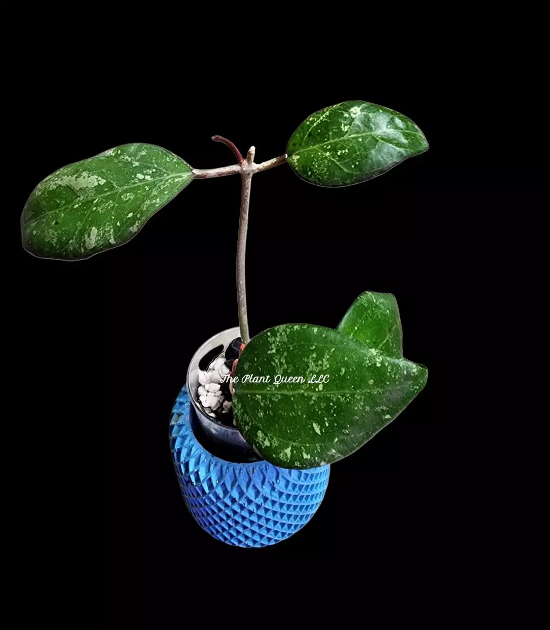 Hoya 'Bird of Paradise' thumbnail