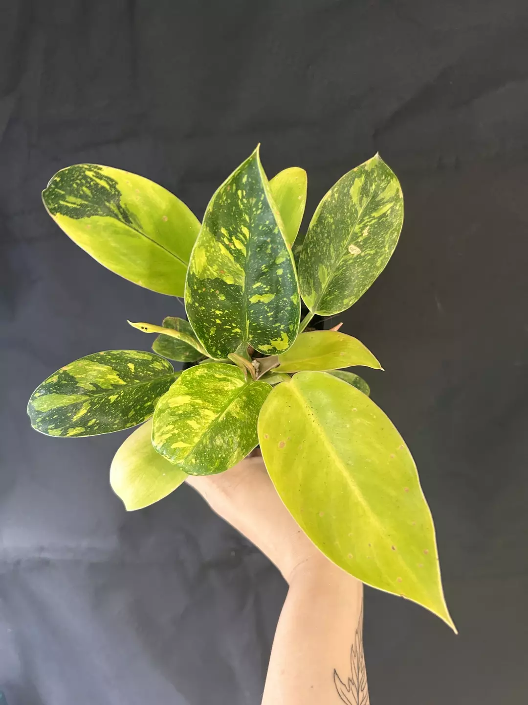 Philodendron Congo nuclear 2 plants in pot thumbnail