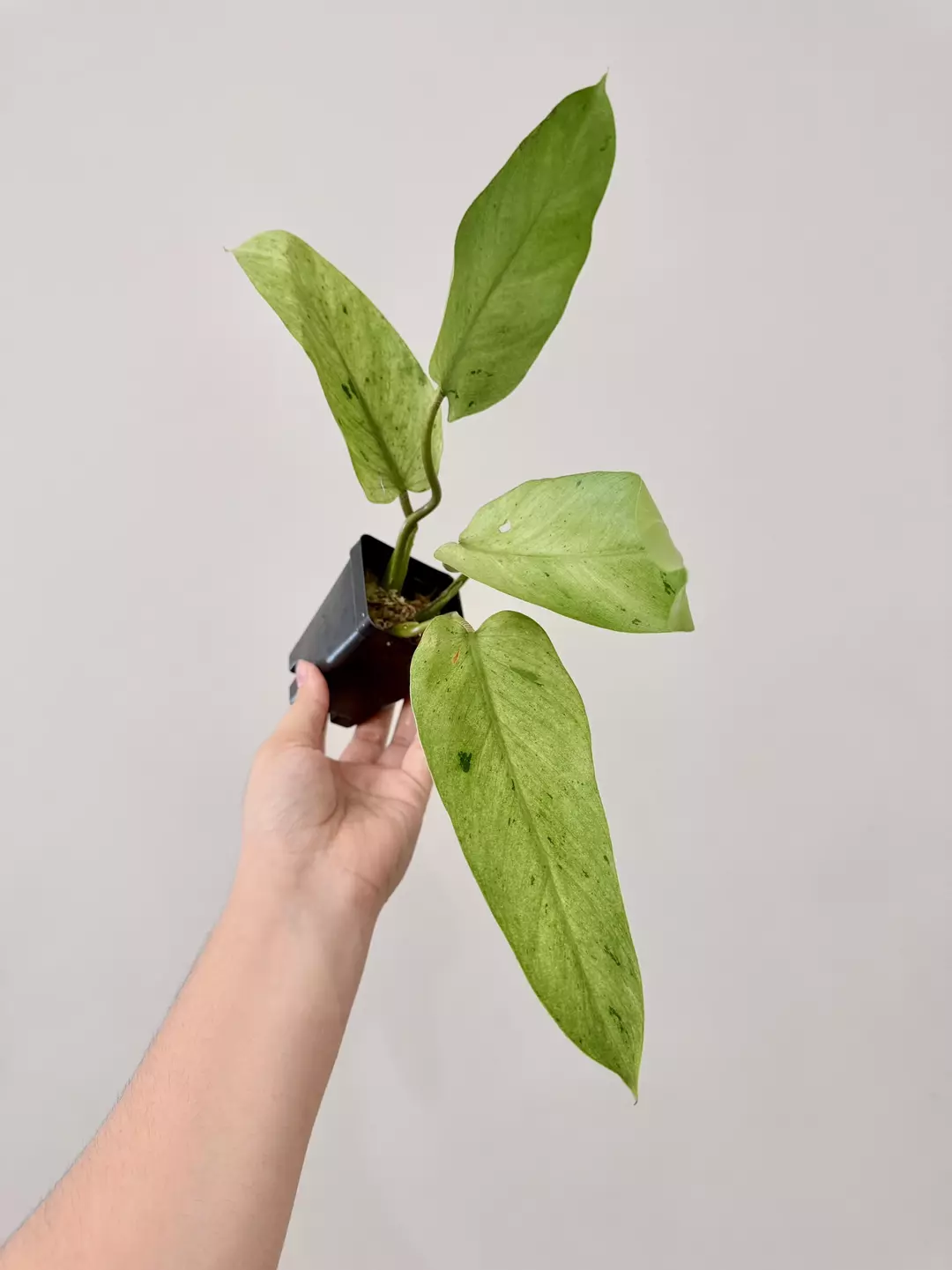 1114 Philodendron Whipple Way bottom cut thumbnail