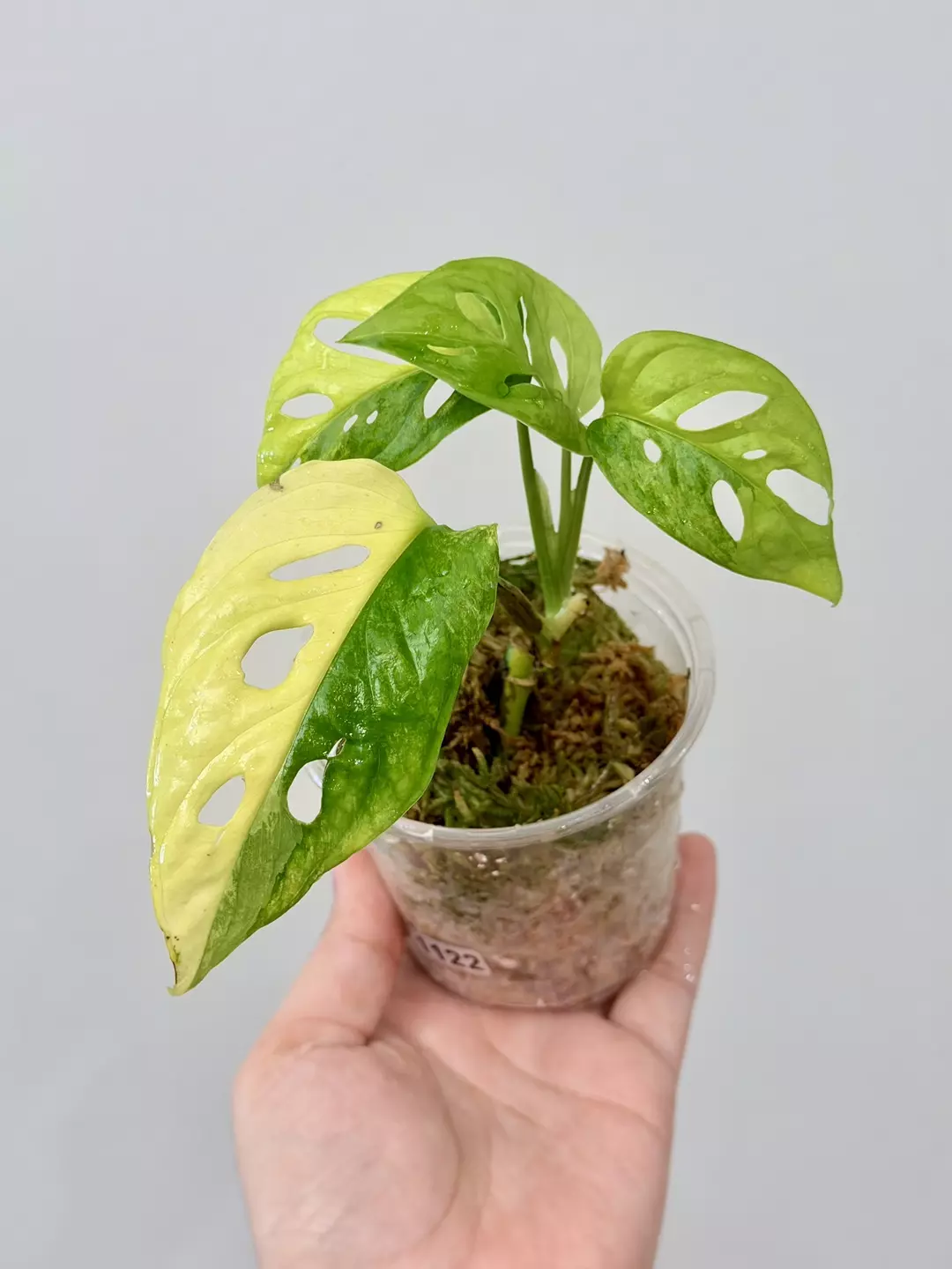 1122 Adansonii Aurea thumbnail