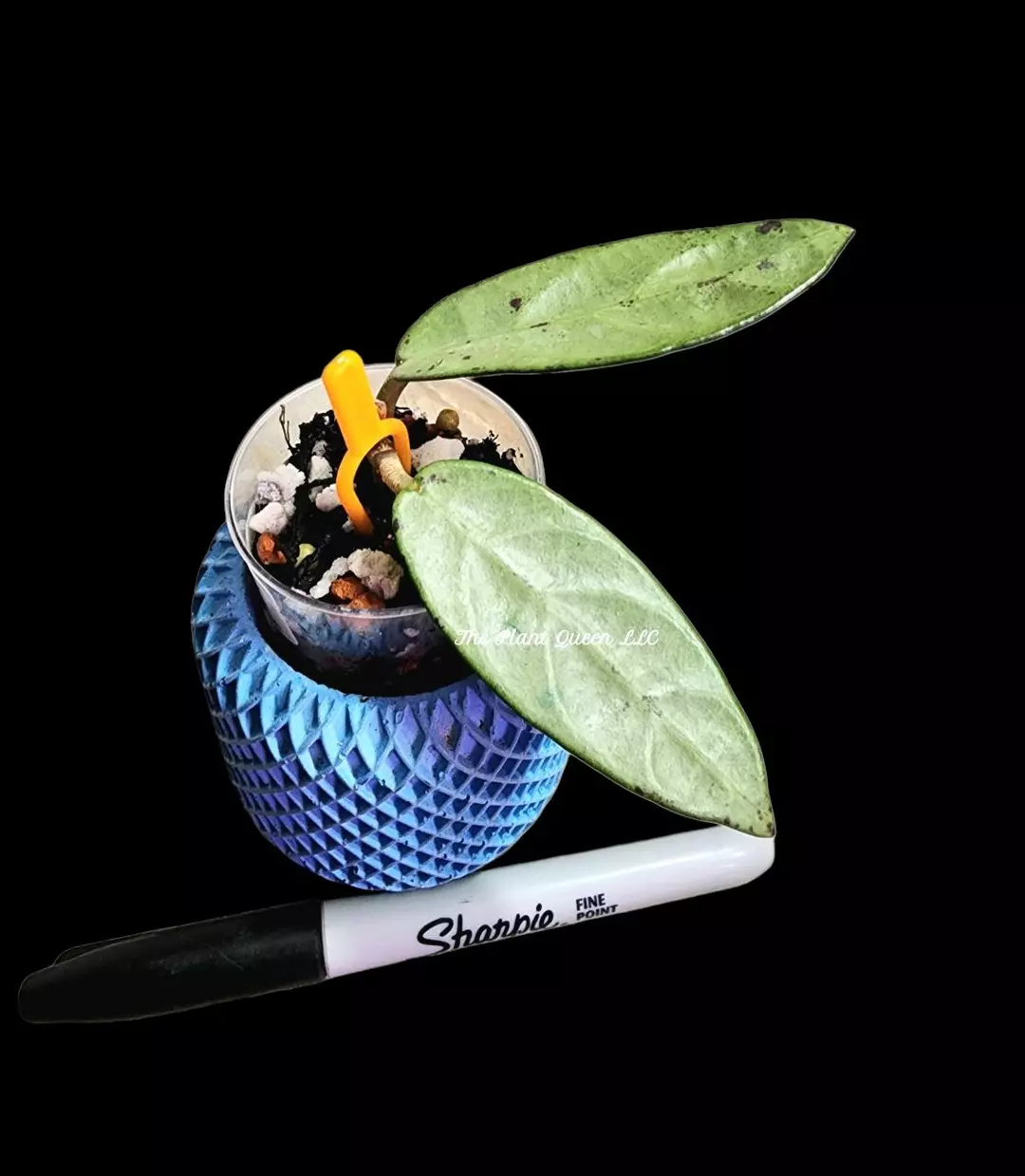 Hoya sp. Lai Chau (Silver, narrow) thumbnail