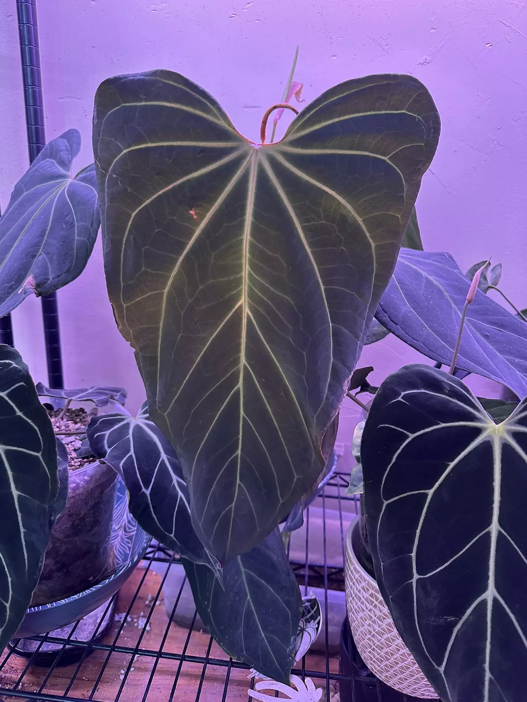 *NEW* anthurium Leland x AOS X Carla x flat Bess L2 thumbnail