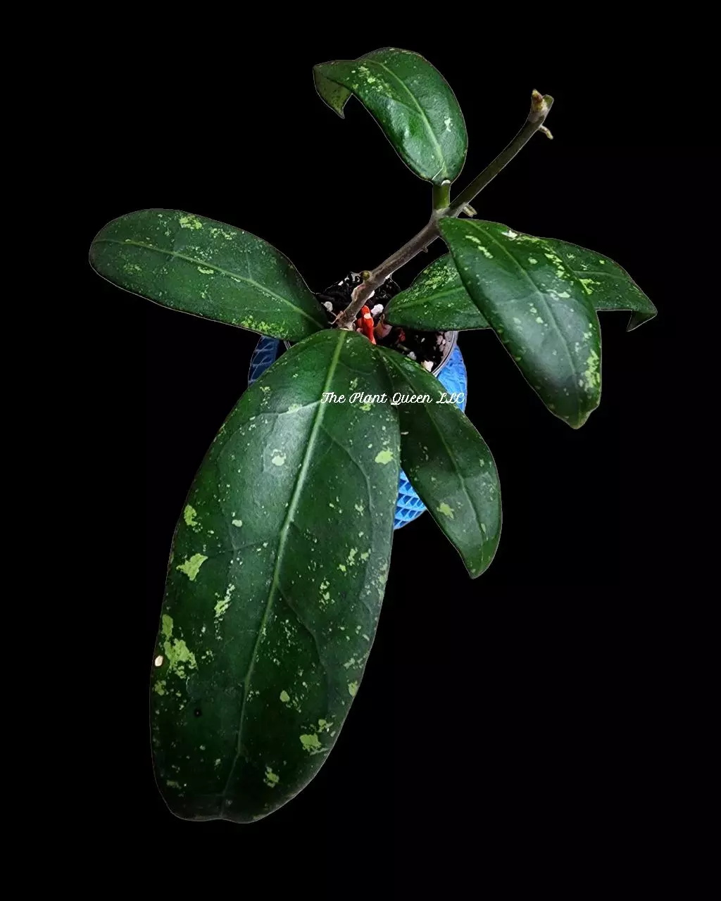 Hoya TPQ-047 (clemensiorum x op) thumbnail