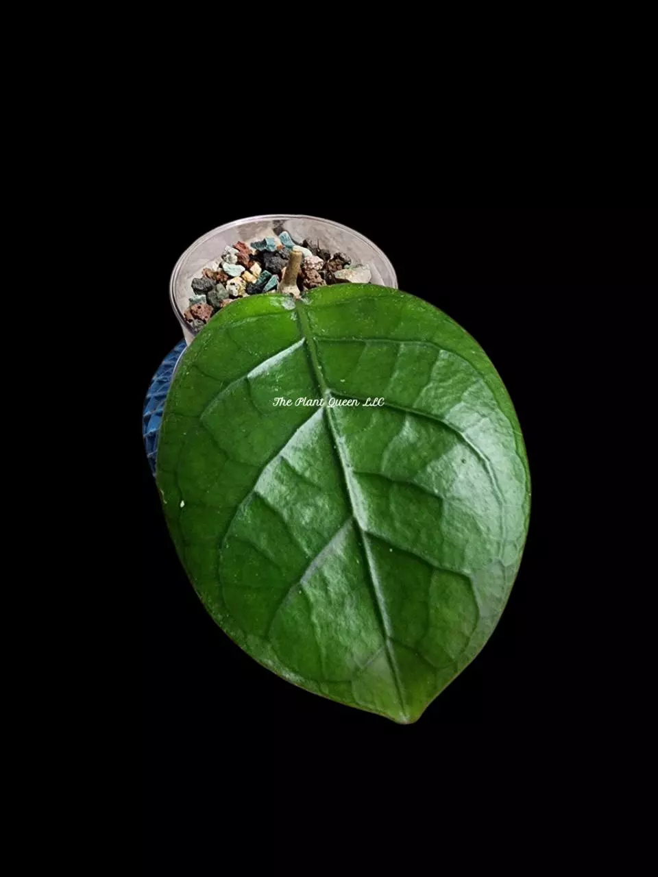 Hoya sp. Aceh 'Green Apple' thumbnail