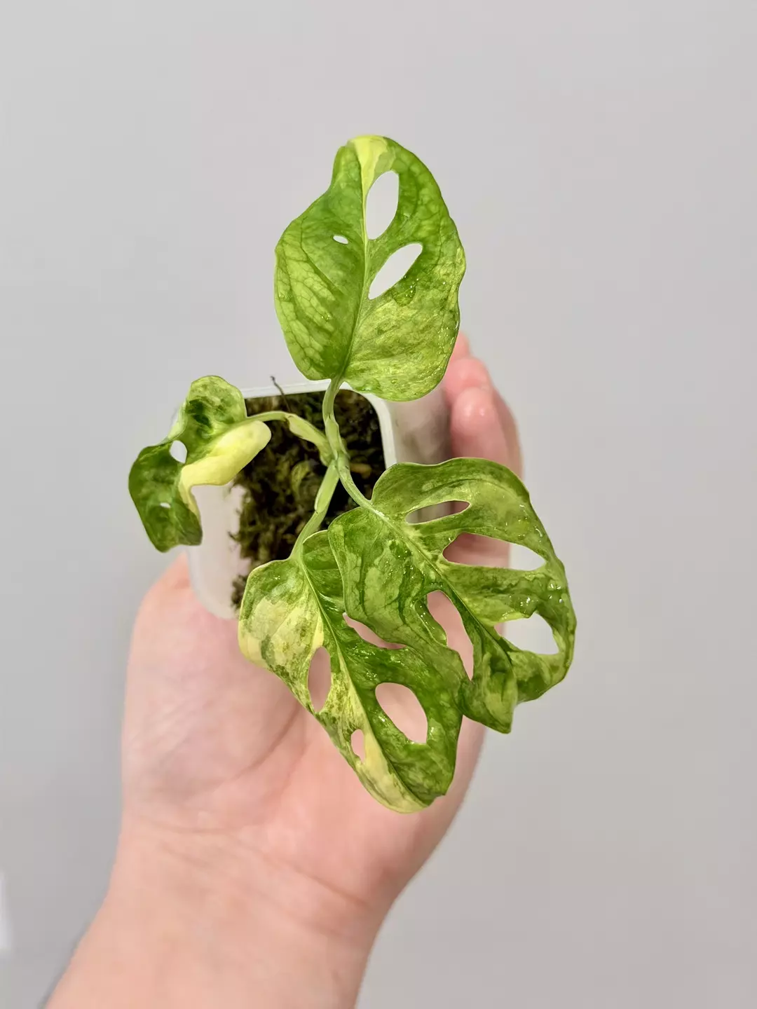 1116 Adansonii Aurea thumbnail