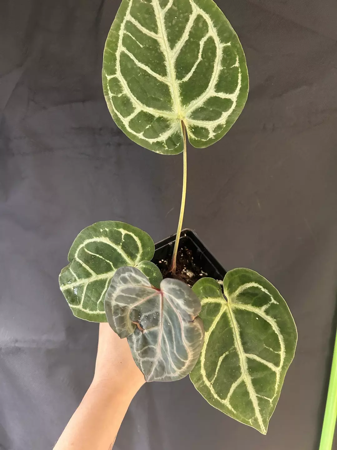 Anthurium red crystal x skg silver thumbnail