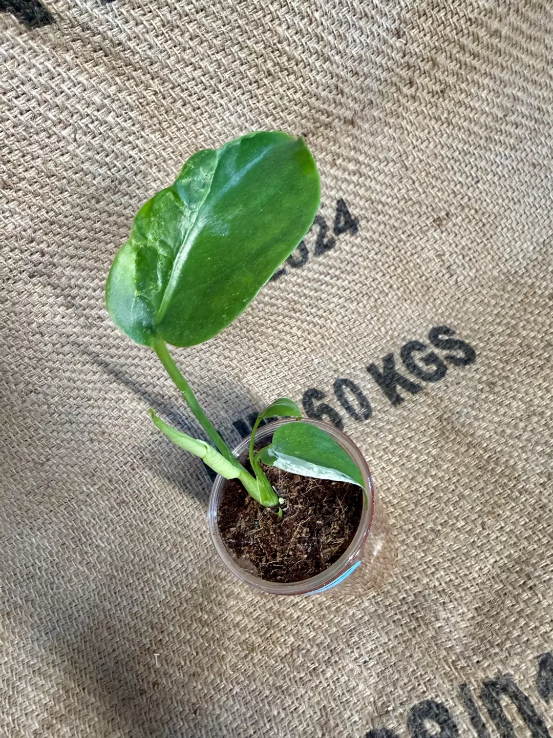 Monstera Vietciosa thumbnail