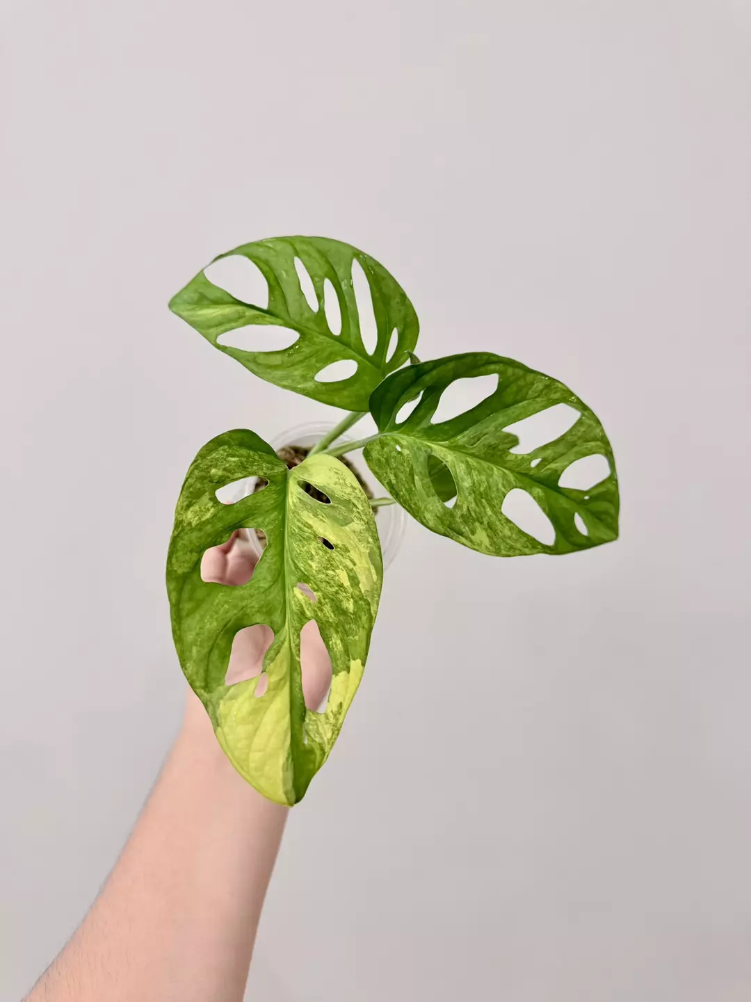 1119 Adansonii Aurea thumbnail