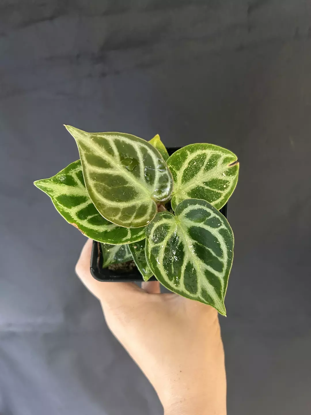Anthurium Doryaki thumbnail
