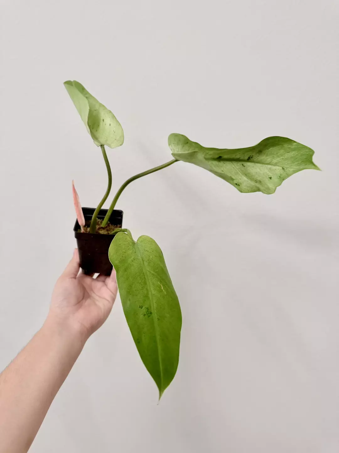 1105 Philodendron Whipple Way thumbnail