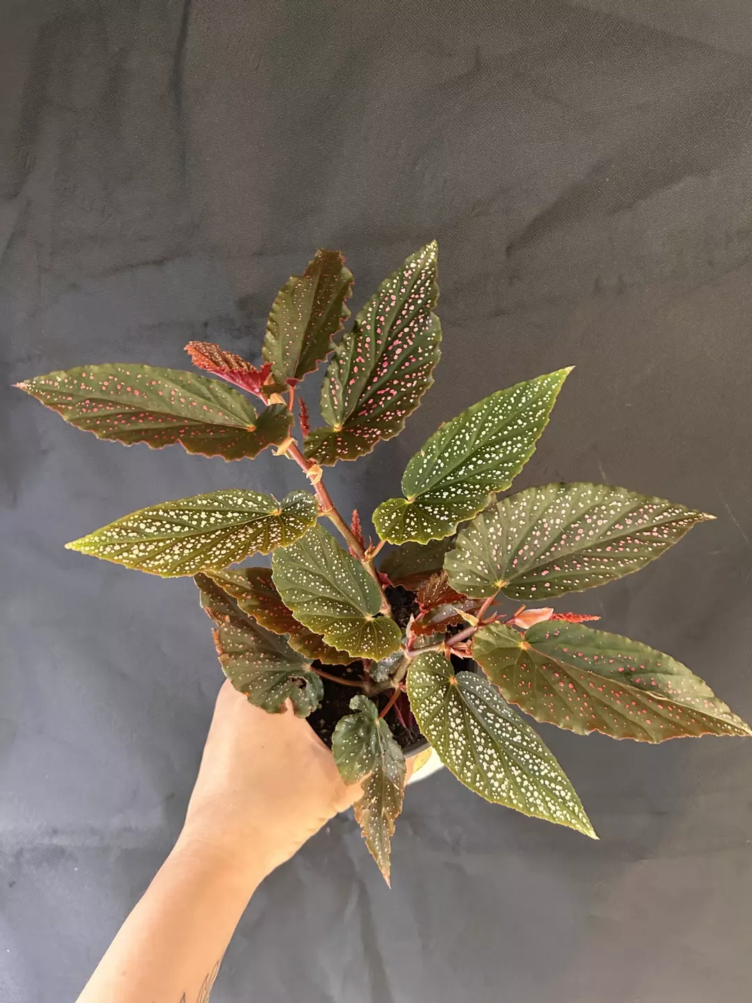 Begonia Pink Spot thumbnail