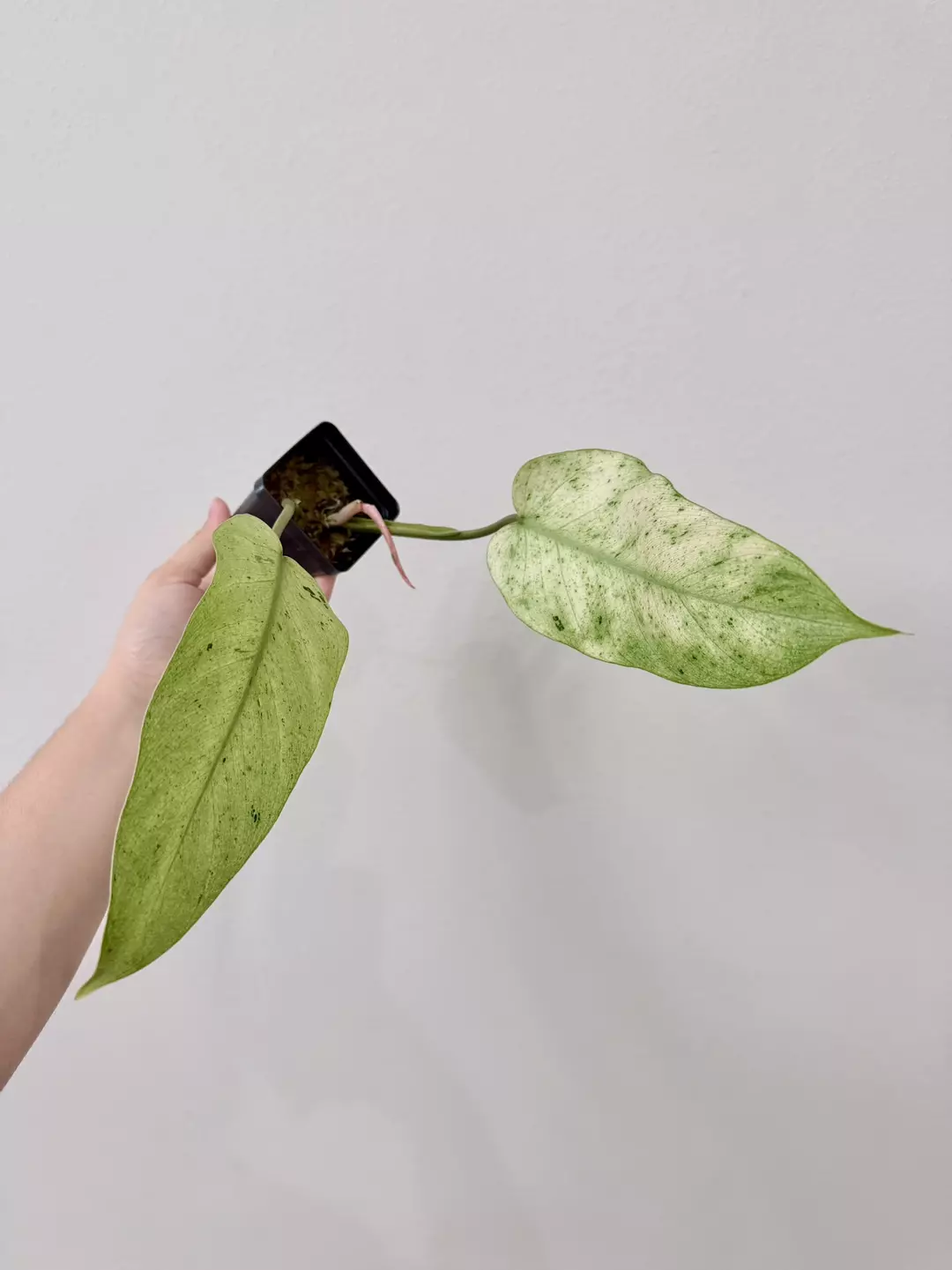 1102 Philodendron Whipple Way thumbnail