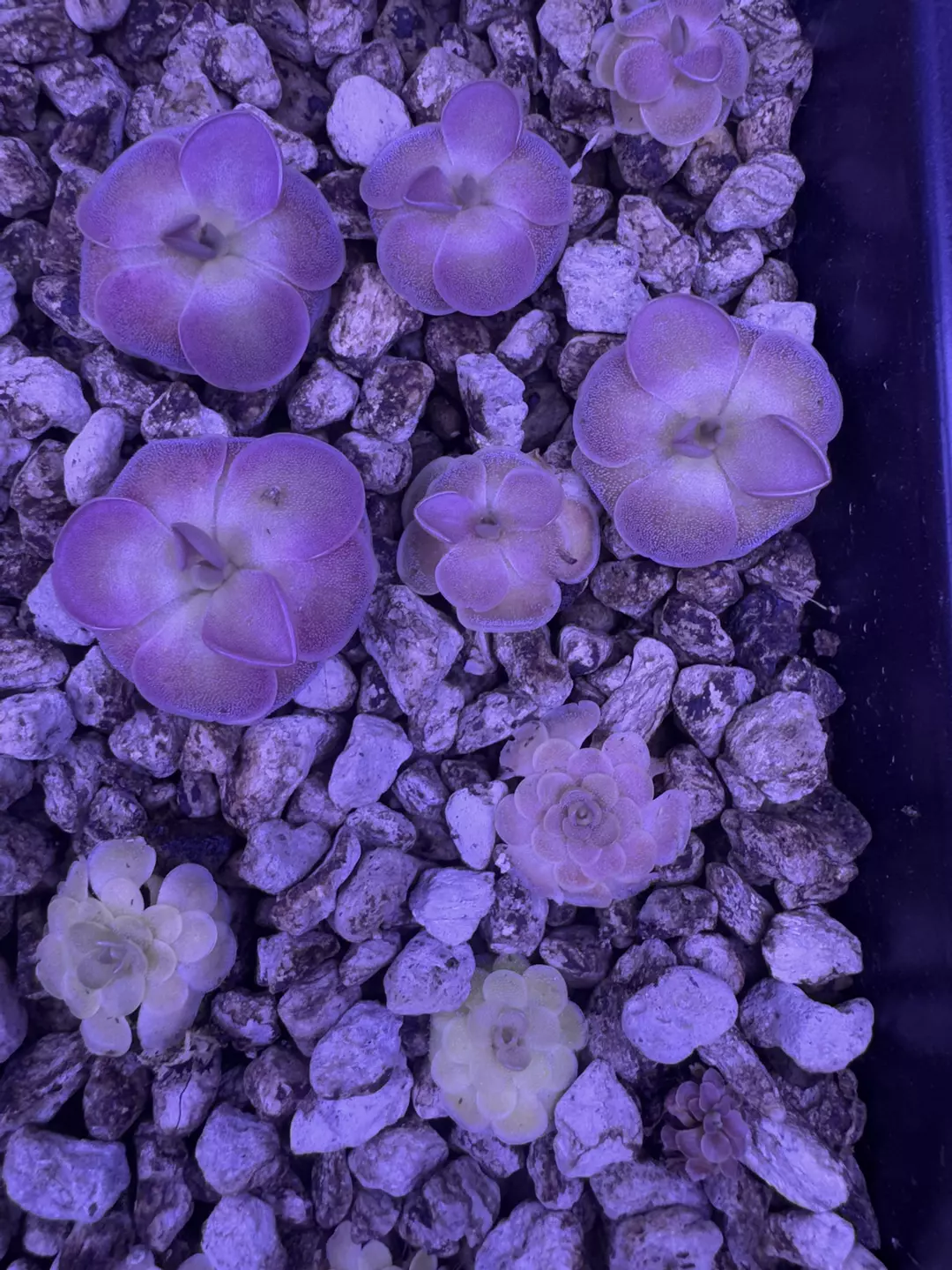Pinguicula moranensis (growers choice) thumbnail