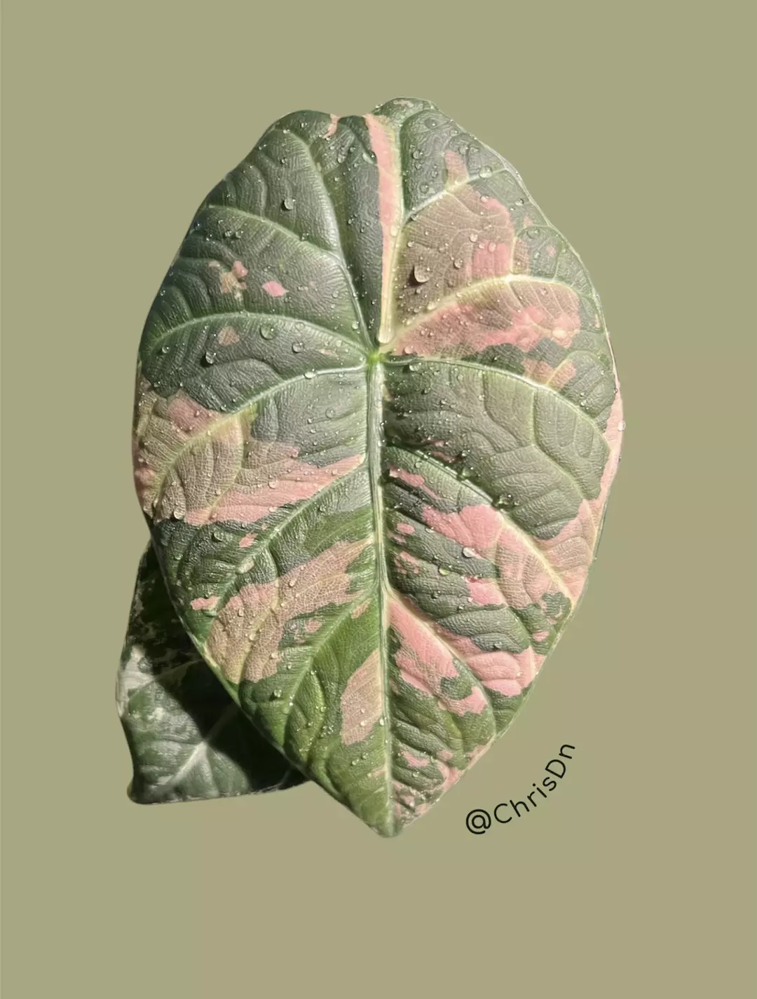 Corm H - Albo Variegated Alocasia Maharani thumbnail