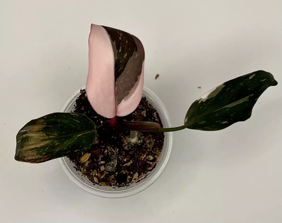 Philodendron Red Anderson  thumbnail