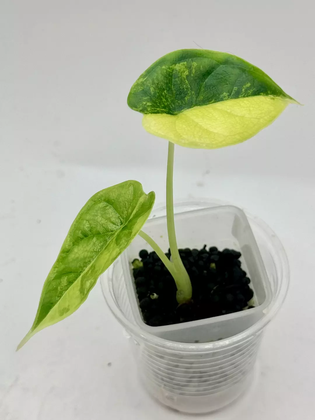 Alocasia Dragonscale Bright Aurea half moon var thumbnail