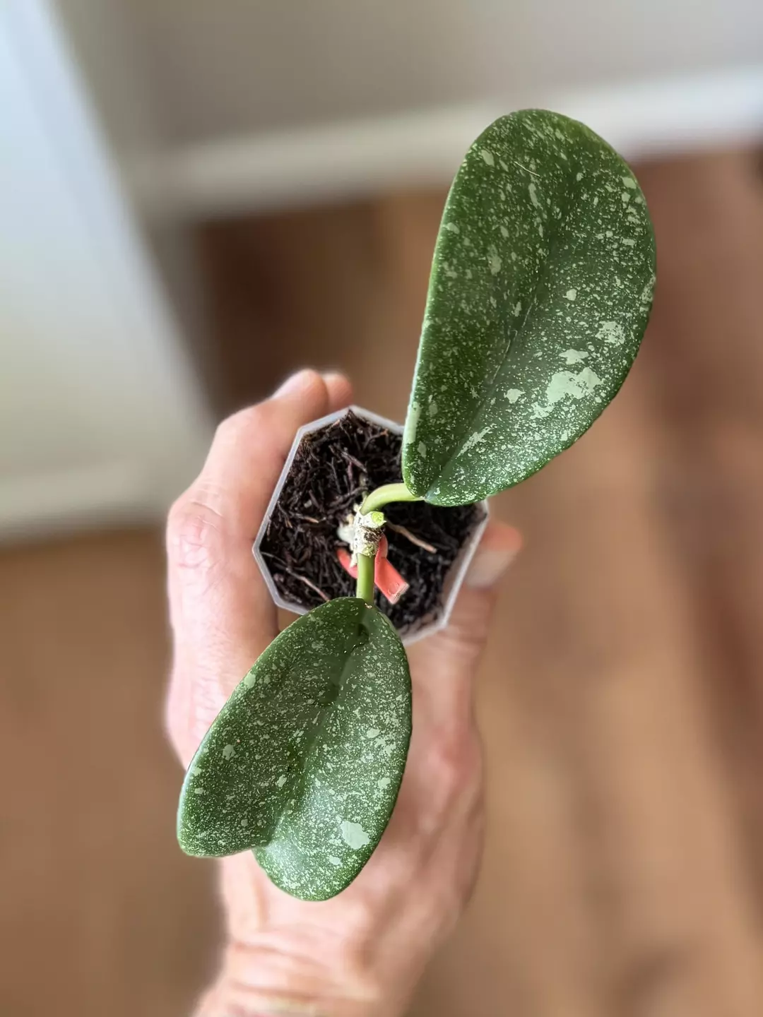 H. Diversifolia splash with growth point thumbnail